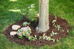 How to Landscape around Trees