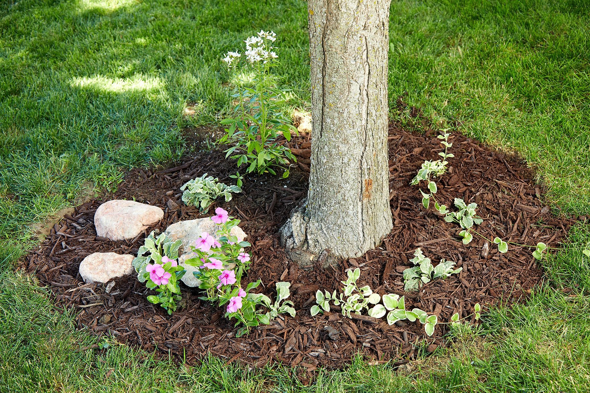 How to Landscape around Trees