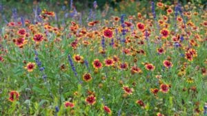 Rewilding Your Yard With Native Plants And Thriving Ecosystems