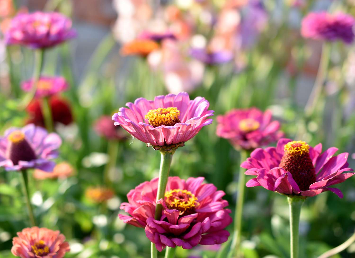 Upgrade Your Garden With Annual Flowers for Full Sun