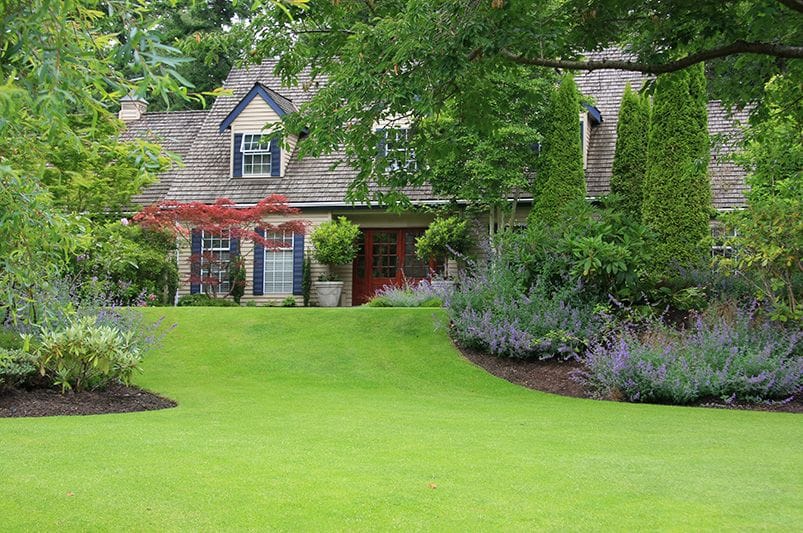 Where to Start With Cedar Trees